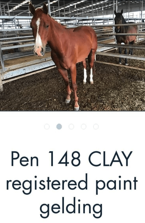 Clay-2