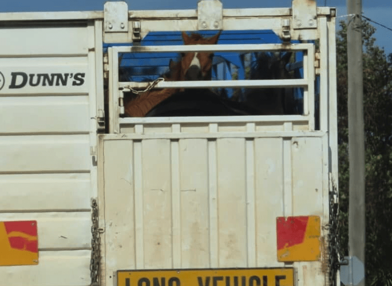 Clay-slaughter-truck-dogger-horse-slaughter