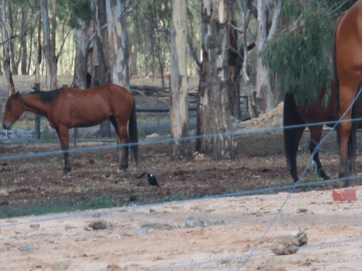 horse-no-name-herd-2