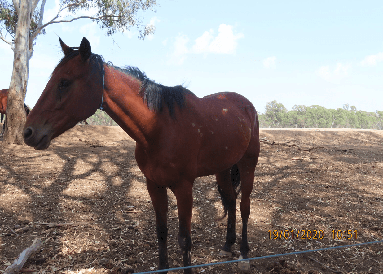 horse-with-no-name-2