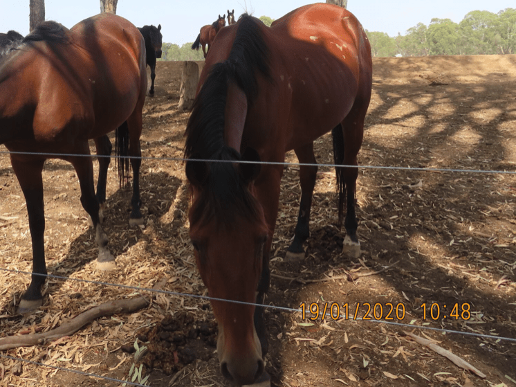 horse-with-no-name-7