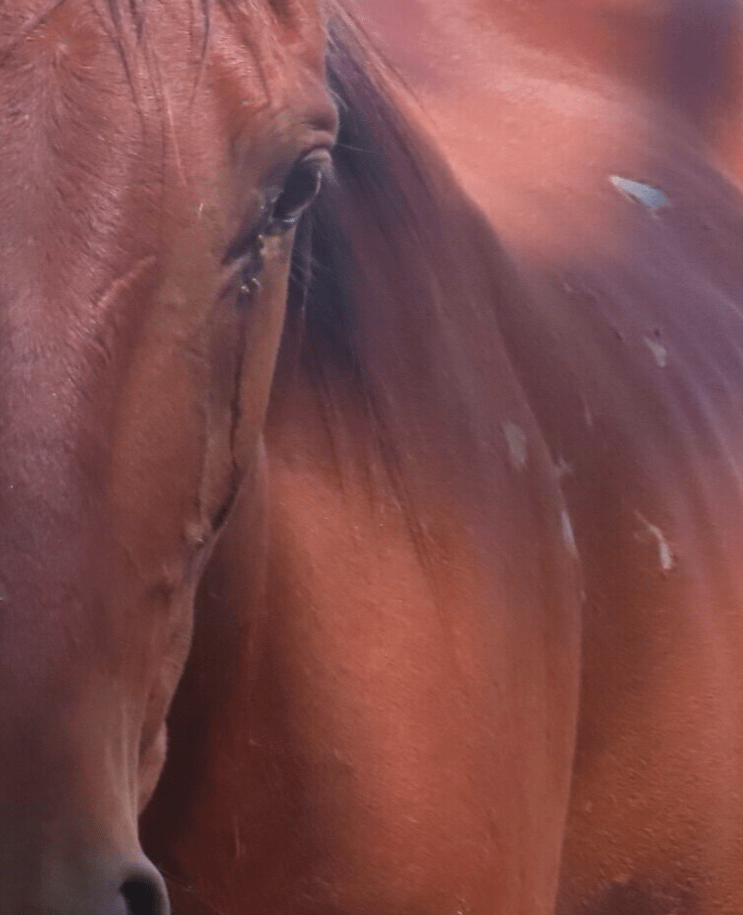 horse-with-no-name-cries