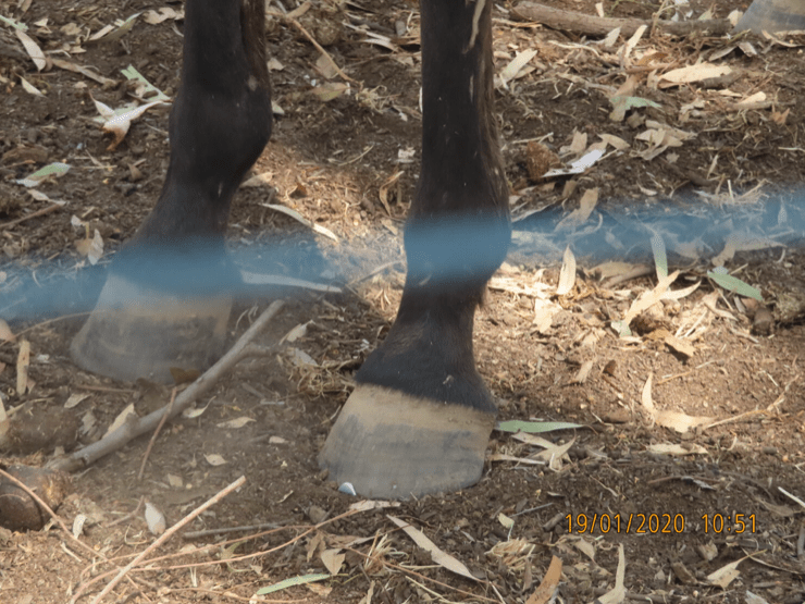 horse-with-no-name-hooves