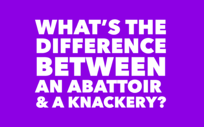 ABATTOIR VERSUS KNACKERY