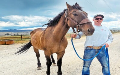 HORSES REMEMBER YOU FOR A LIFETIME