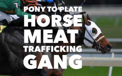 HORSE MEAT TRAFFICKING