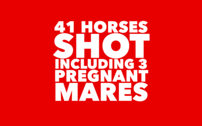 41 HORSES SHOT
