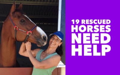 UPDATE – HORSE RESCUER – HELP NEEDED