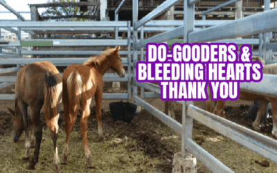 DO GOODERS AND BLEEDING HEARTS