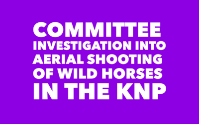 KNP WILD HORSES AERIAL SHOOTING (VIDEO)