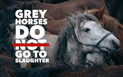 GREY HORSES SLAUGHTERED