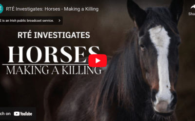 IRELAND HORSE ABUSE & FRAUD