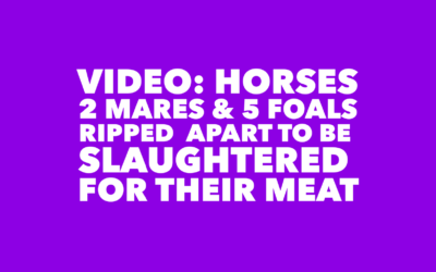 FOALS RIPPED FROM MARES