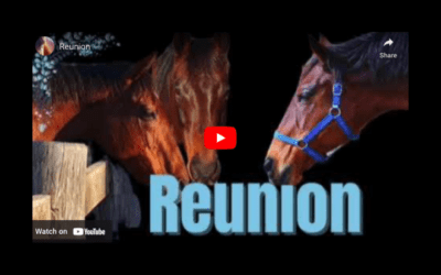 MOHM REUNITES MARE AND FOAL (VIDEO)