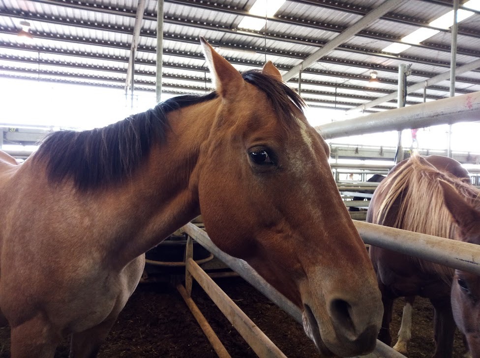 MOHM-Meet-our-horse-meat