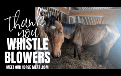 SPEAKING OUT SAVES HORSES