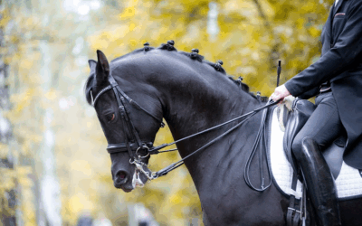 THE DARK SIDE OF DRESSAGE