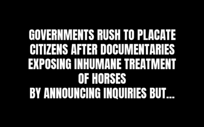 SHANNONSIDE HORSE MEET ABATTOIR