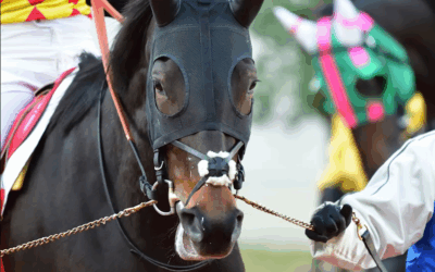 HORSE RACING LOSING SOCIAL LICENCE