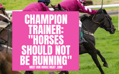 RACE HORSES’ LIVES PUT AT RISK