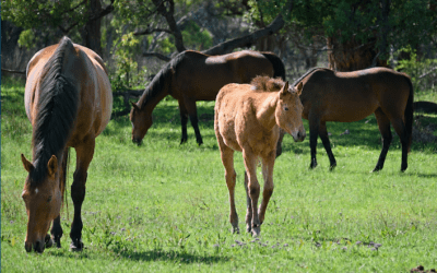 WHEN PROFIT DRIVES BREEDING